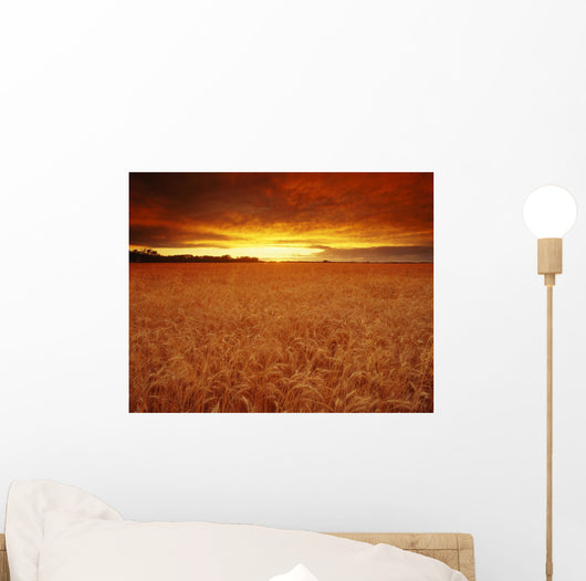 Sunset Over Wheat Field Wall Mural
