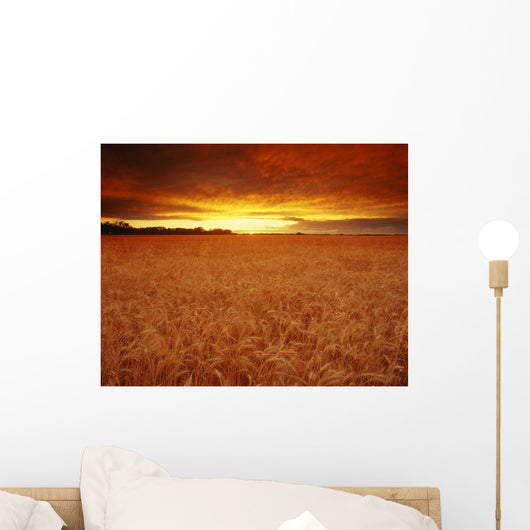 Sunset Over Wheat Field Wall Mural
