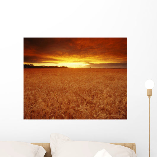 Sunset Over Wheat Field Wall Mural
