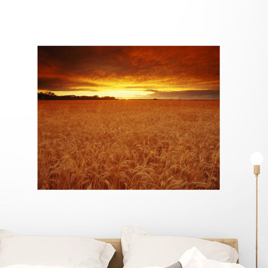 Sunset Over Wheat Field Wall Mural