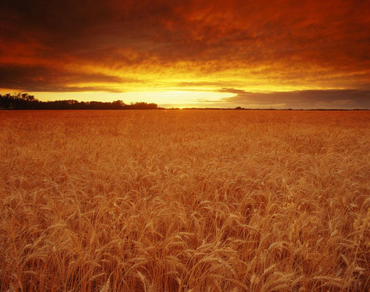 Sunset Over Wheat Field Wall Mural