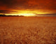 Sunset Over Wheat Field Wall Mural