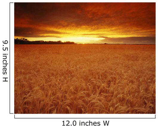 Sunset Over Wheat Field Wall Mural
