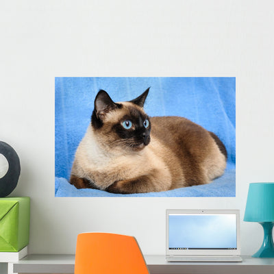 Siamese Cat Closeup shown on a wall