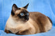 siamese cat closeup 