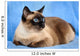siamese cat closeup 