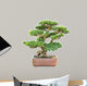 green bonsai elm tree 