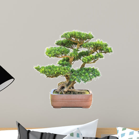 green bonsai elm tree 