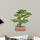 green bonsai elm tree 