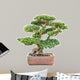 green bonsai elm tree 