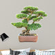green bonsai elm tree 