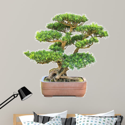 green bonsai elm tree 