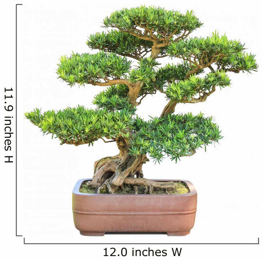 green bonsai elm tree 