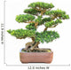 green bonsai elm tree 