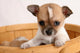 popup puppy Wall Mural