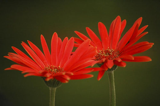 Happy Daisies 