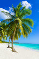 Sandy beach with palm trees, Dominican Republic in Caribbean 