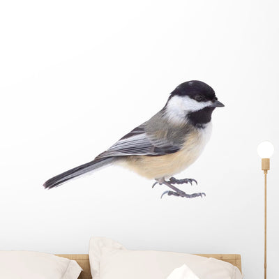 Songbird Black-capped Chickadee Wall Decal shown on a wall