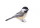 Black-capped Chickadee, Poecile atricapilla, Isolated Wall Decal