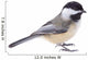 Black-capped Chickadee, Poecile atricapilla, Isolated Wall Decal