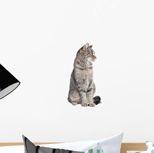 Tabby Cat Looking to the Side 