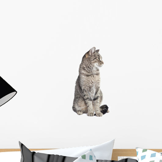 Tabby Cat Looking to the Side 