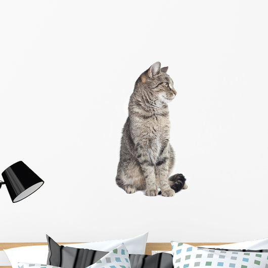 Tabby Cat Looking to the Side 