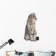 Tabby Cat Looking to the Side 