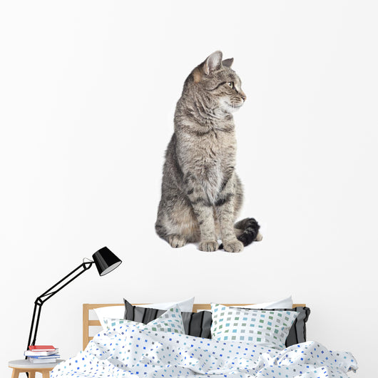 Tabby Cat Looking to the Side 