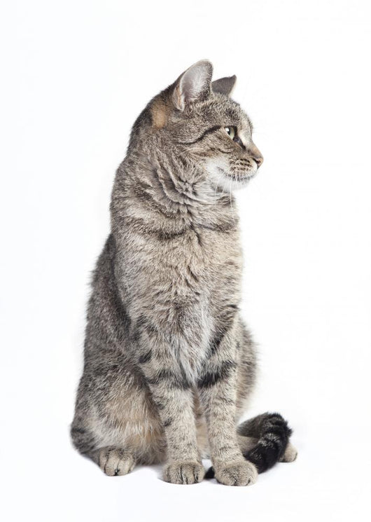 Tabby Cat Looking to the Side 