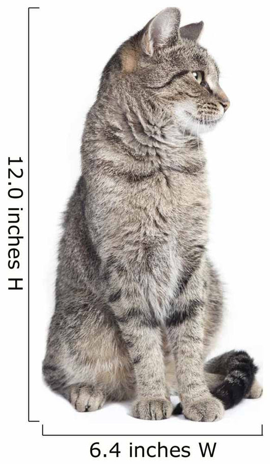 Tabby Cat Looking to the Side 