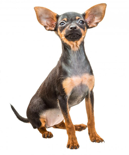 Toy Terrier Wall Decal