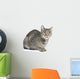Isolated Striped Cat 