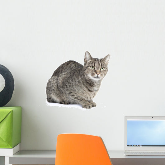 Isolated Striped Cat 