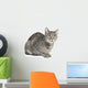 Isolated Striped Cat 