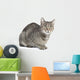 Isolated Striped Cat 