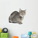 Isolated Striped Cat 