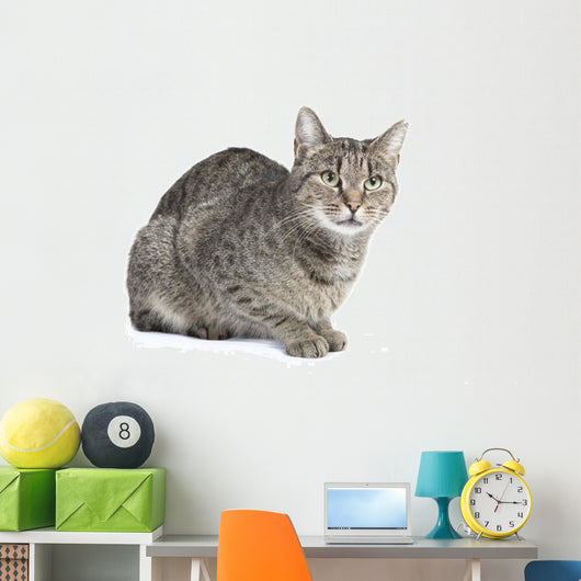 Isolated Striped Cat 