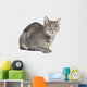 Isolated Striped Cat 