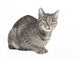Isolated Striped Cat 