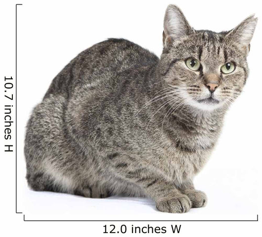 Isolated Striped Cat 