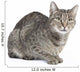Isolated Striped Cat 