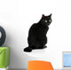 Black Cat 
