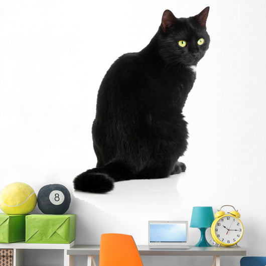 Black Cat 