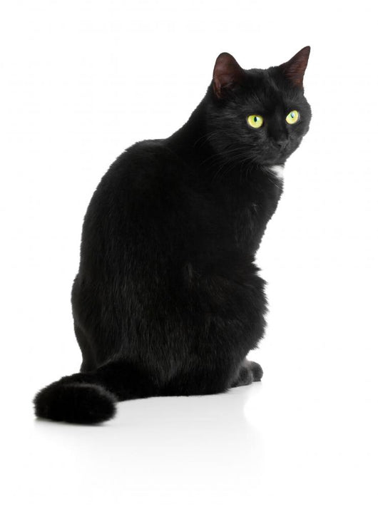 Black Cat 