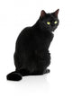 Black Cat 