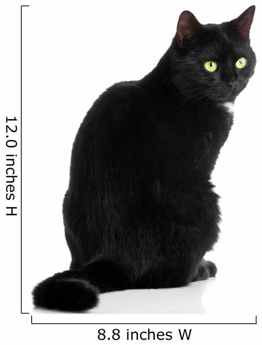 Black Cat 