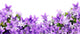 frame of bluebells 