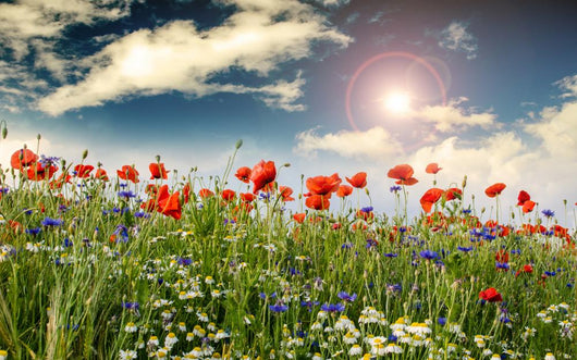 Poppies Cornflowers and Chamomile 