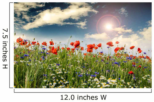 Poppies Cornflowers and Chamomile 